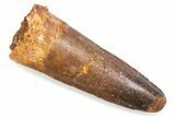 Fossil Spinosaurus Tooth - Feeding Worn Tooth #372867-1